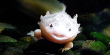 Ajolote mexicano nadando en agua dulce, especie en peligro crítico de extinción.