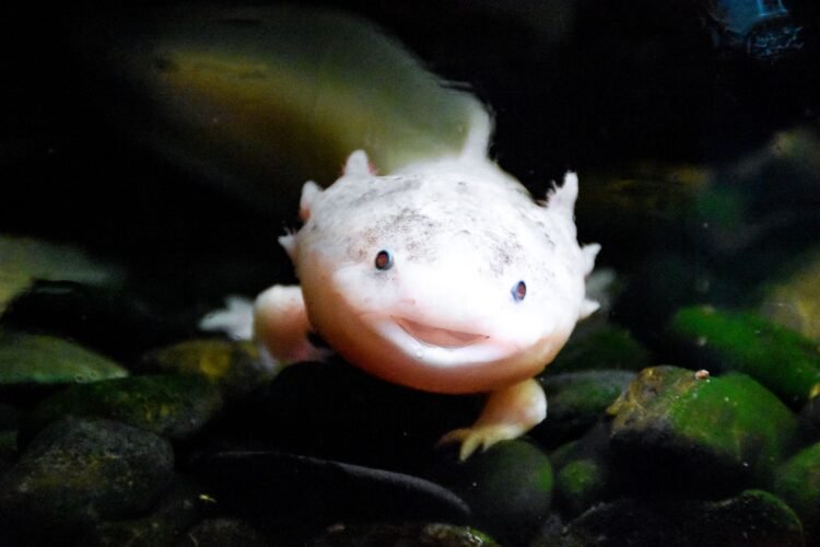 Ajolote mexicano nadando en agua dulce, especie en peligro crítico de extinción.
