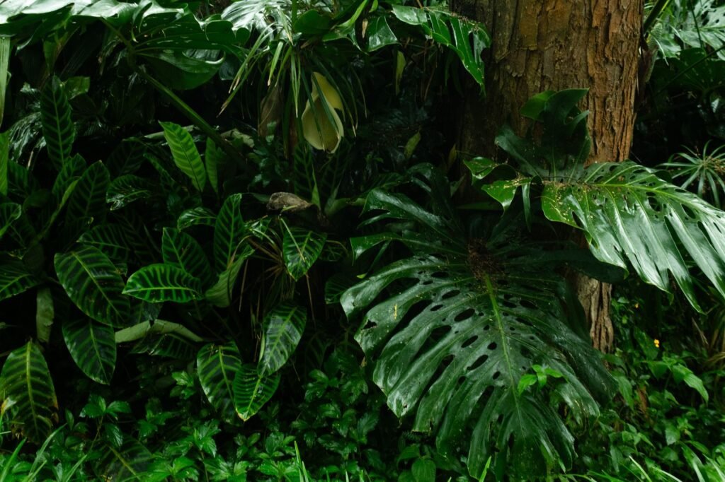 Bosque tropical en proceso de regeneración natural con vegetación densa y árboles jóvenes creciendo.