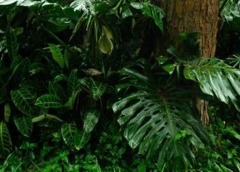 Bosque tropical en proceso de regeneración natural con vegetación densa y árboles jóvenes creciendo.