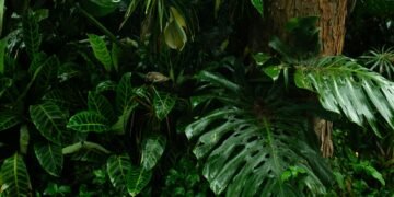 Bosque tropical en proceso de regeneración natural con vegetación densa y árboles jóvenes creciendo.
