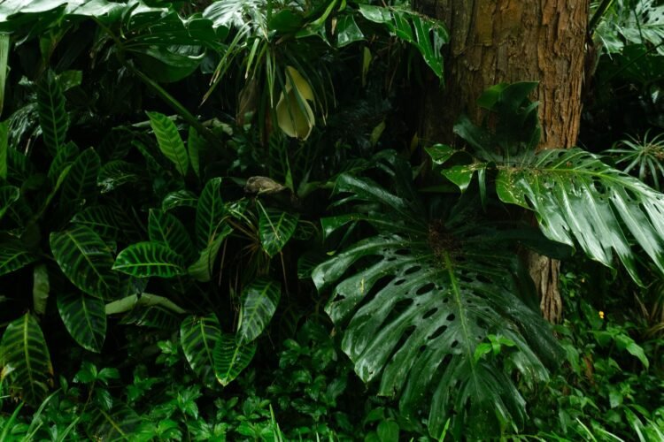 Bosque tropical en proceso de regeneración natural con vegetación densa y árboles jóvenes creciendo.