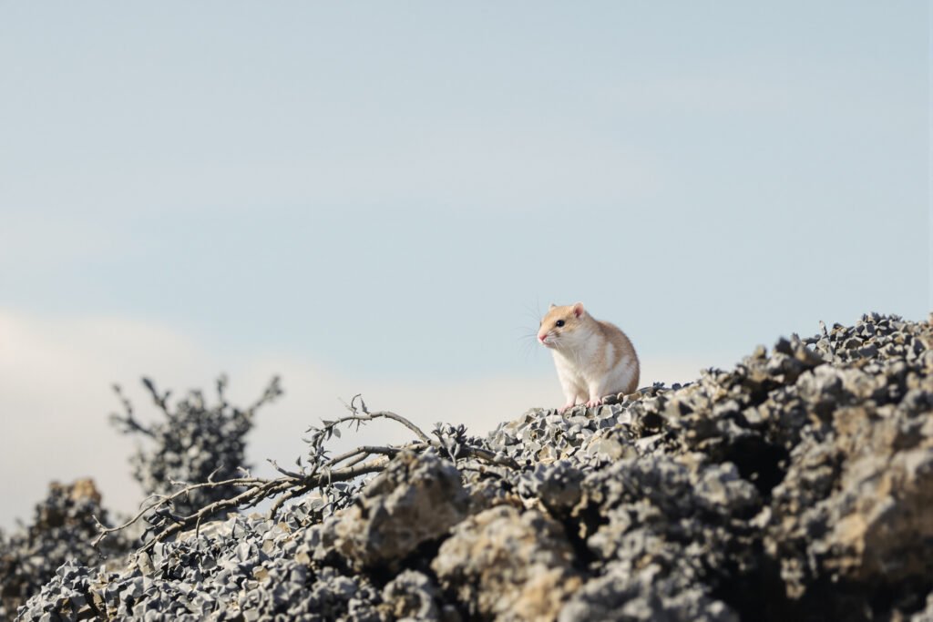 Pequeño roedor en un bosque nublado de los Andes ecuatorianos, hábitat típico de especies registradas en el Corredor Llangana