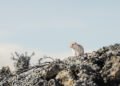 Pequeño roedor en un bosque nublado de los Andes ecuatorianos, hábitat típico de especies registradas en el Corredor Llangana