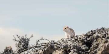 Pequeño roedor en un bosque nublado de los Andes ecuatorianos, hábitat típico de especies registradas en el Corredor Llangana
