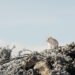 Pequeño roedor en un bosque nublado de los Andes ecuatorianos, hábitat típico de especies registradas en el Corredor Llangana