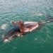 Ballena jorobada emergiendo en aguas del Atlántico Sur, zona de alimentación en el Mar Argentino.