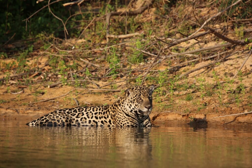Jaguar caminando por los humedales de los Esteros del Iberá en Corrientes, Argentina.