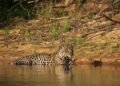 Jaguar caminando por los humedales de los Esteros del Iberá en Corrientes, Argentina.