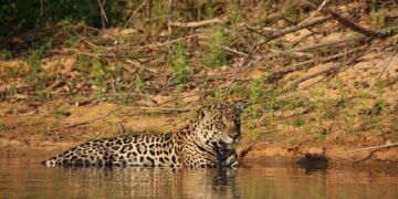 Jaguar caminando por los humedales de los Esteros del Iberá en Corrientes, Argentina.