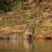 Jaguar caminando por los humedales de los Esteros del Iberá en Corrientes, Argentina.