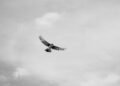 Aguilucho cenizo en vuelo, el ave rapaz más rara del Reino Unido que logró reproducirse en 2026.