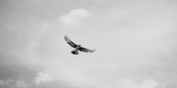 Aguilucho cenizo en vuelo, el ave rapaz más rara del Reino Unido que logró reproducirse en 2026.