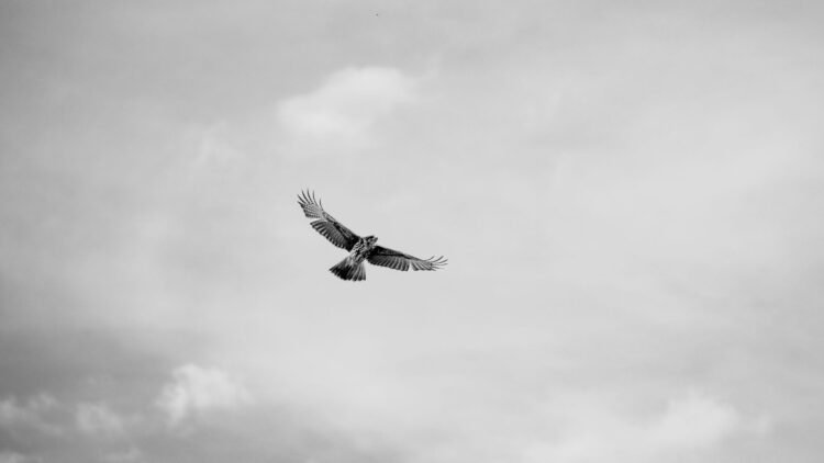 Aguilucho cenizo en vuelo, el ave rapaz más rara del Reino Unido que logró reproducirse en 2026.