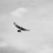 Aguilucho cenizo en vuelo, el ave rapaz más rara del Reino Unido que logró reproducirse en 2026.