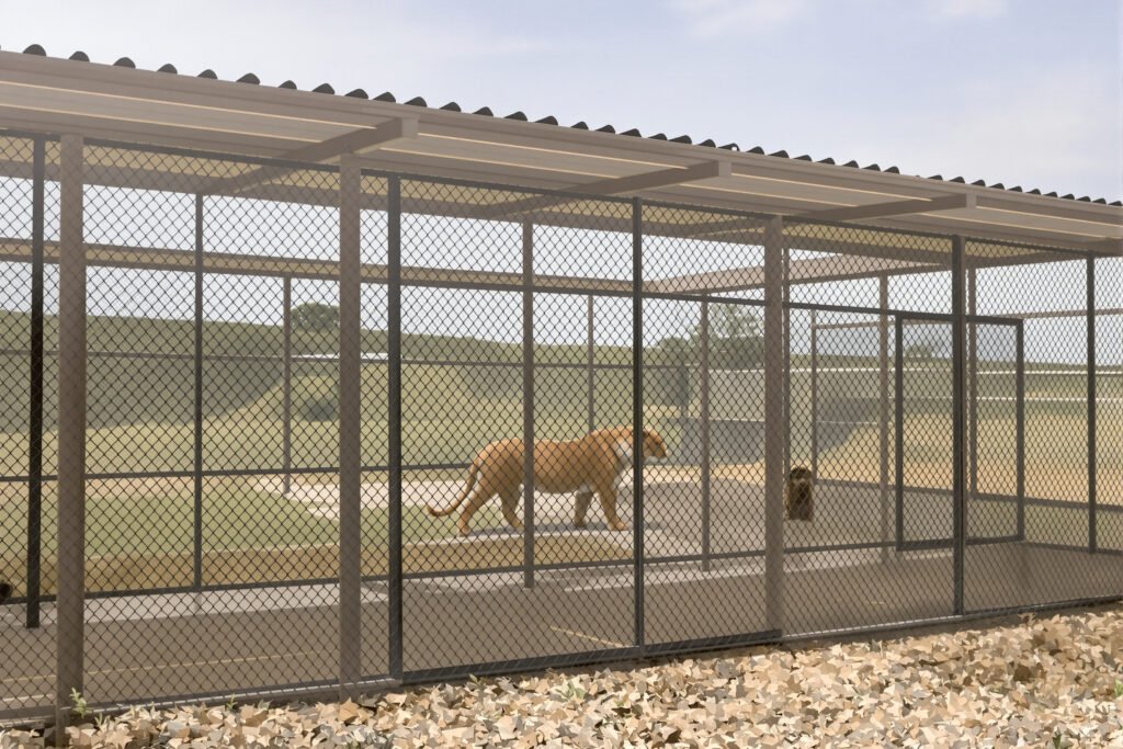 Grandes felinos en santuario con espacio amplio y vegetación natural