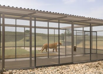 Grandes felinos en santuario con espacio amplio y vegetación natural