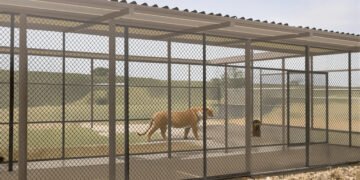 Grandes felinos en santuario con espacio amplio y vegetación natural