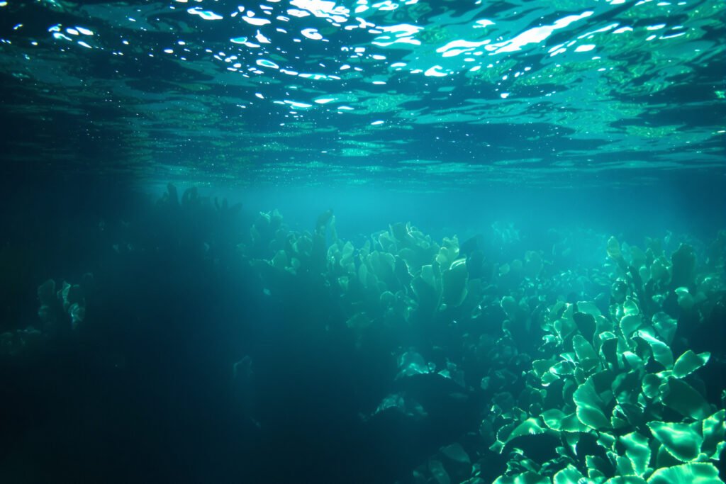 Bosque submarino de kelp en aguas de Nueva Zelanda, uno de los ecosistemas que protegen las nuevas reservas marinas.