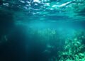 Bosque submarino de kelp en aguas de Nueva Zelanda, uno de los ecosistemas que protegen las nuevas reservas marinas.