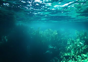 Bosque submarino de kelp en aguas de Nueva Zelanda, uno de los ecosistemas que protegen las nuevas reservas marinas.