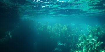 Bosque submarino de kelp en aguas de Nueva Zelanda, uno de los ecosistemas que protegen las nuevas reservas marinas.
