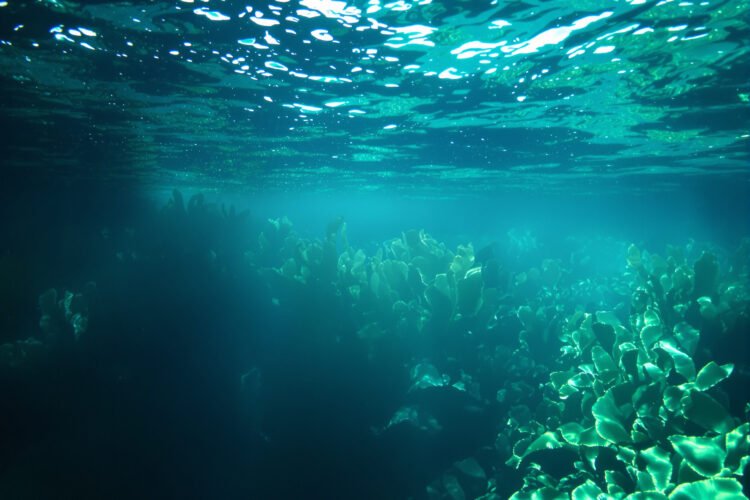 Bosque submarino de kelp en aguas de Nueva Zelanda, uno de los ecosistemas que protegen las nuevas reservas marinas.
