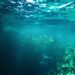 Bosque submarino de kelp en aguas de Nueva Zelanda, uno de los ecosistemas que protegen las nuevas reservas marinas.