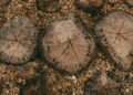 Residuos de madera apilados en una planta forestal, materia prima para la producción de plásticos sostenibles.