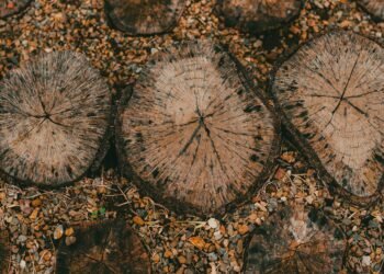 Residuos de madera apilados en una planta forestal, materia prima para la producción de plásticos sostenibles.