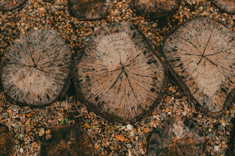 Residuos de madera apilados en una planta forestal, materia prima para la producción de plásticos sostenibles.