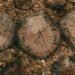 Residuos de madera apilados en una planta forestal, materia prima para la producción de plásticos sostenibles.