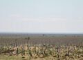 Paisaje de bosque degradado en el Cerrado brasileño, uno de los ecosistemas que Brasil busca restaurar antes de 2030.