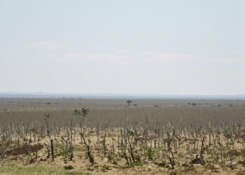Paisaje de bosque degradado en el Cerrado brasileño, uno de los ecosistemas que Brasil busca restaurar antes de 2030.
