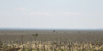 Paisaje de bosque degradado en el Cerrado brasileño, uno de los ecosistemas que Brasil busca restaurar antes de 2030.