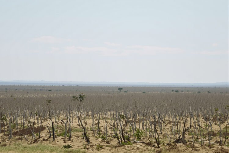 Paisaje de bosque degradado en el Cerrado brasileño, uno de los ecosistemas que Brasil busca restaurar antes de 2030.