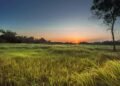Paisaje de pastizales al amanecer, ecosistema clave para la restauración ecológica rentable