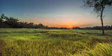Paisaje de pastizales al amanecer, ecosistema clave para la restauración ecológica rentable