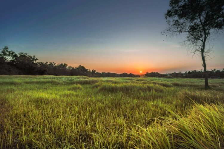 Paisaje de pastizales al amanecer, ecosistema clave para la restauración ecológica rentable