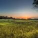 Paisaje de pastizales al amanecer, ecosistema clave para la restauración ecológica rentable