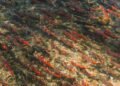 Salmones nadando en el río Klamath tras la remoción de represas en California.