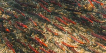 Salmones nadando en el río Klamath tras la remoción de represas en California.