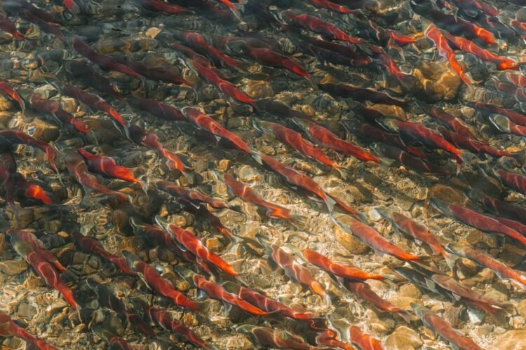 Salmones nadando en el río Klamath tras la remoción de represas en California.