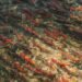 Salmones nadando en el río Klamath tras la remoción de represas en California.