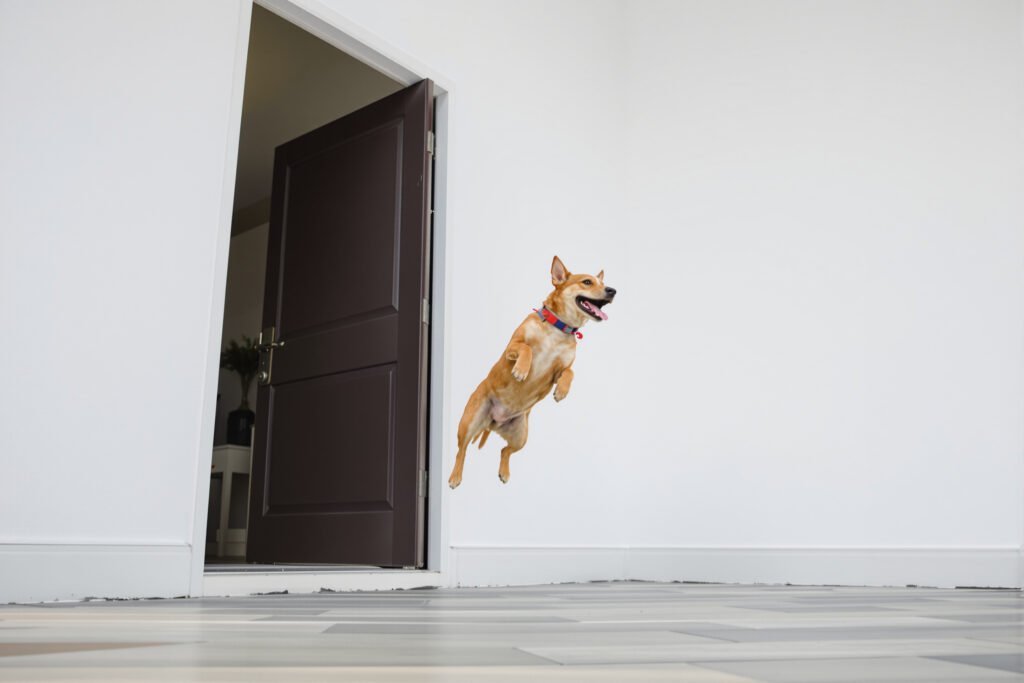 Perro saltando emocionado hacia la puerta de entrada de una casa.