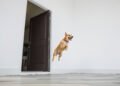 Perro saltando emocionado hacia la puerta de entrada de una casa.