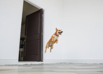 Perro saltando emocionado hacia la puerta de entrada de una casa.