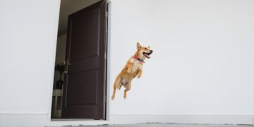 Perro saltando emocionado hacia la puerta de entrada de una casa.