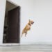 Perro saltando emocionado hacia la puerta de entrada de una casa.
