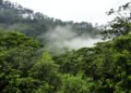 Bosque de neblina andino con árboles cubiertos de musgo y bromelias en las montañas de Perú.